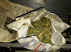 Задержание с марихуаной в урюпинске марихуана вид растения